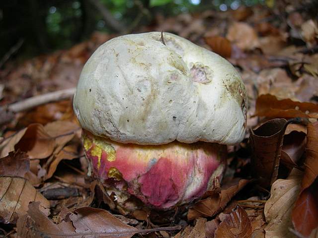 Funghi nella nebbia